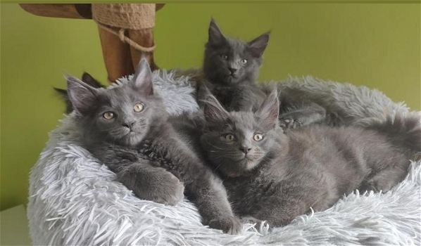 Maine Coon kittens met stamboom - 0