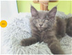 Maine Coon kittens met stamboom - 1 - Thumbnail