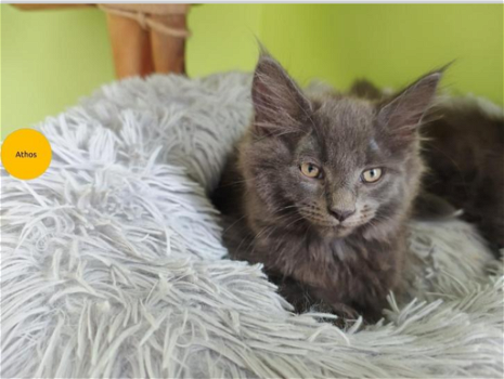 Maine Coon kittens met stamboom - 2