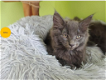 Maine Coon kittens met stamboom - 2 - Thumbnail