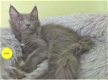 Maine Coon kittens met stamboom - 3 - Thumbnail