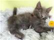 Maine Coon kittens met stamboom - 4 - Thumbnail