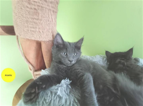 Maine Coon kittens met stamboom - 6