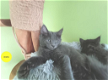 Maine Coon kittens met stamboom - 6 - Thumbnail