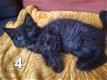 Ragdoll Kittens - 2 - Thumbnail
