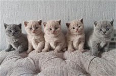 Britse Korthaar kittens, nog slechts 1 katertje!!