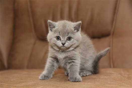 Britse Korthaar kittens, nog slechts 1 katertje!! - 4