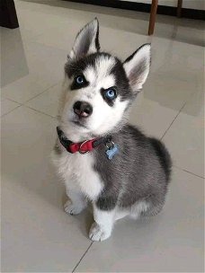 Gratis geschenk Siberische husky-puppy's voor adoptie