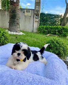 Gratis geschenk van een shih tzu-puppy ter adoptie