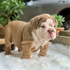 Gratis geschenk van een Engelse Bulldog-puppy ter adoptie