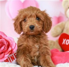 Gratis geschenk prachtige goldendoodle-puppy's voor gratis adoptie