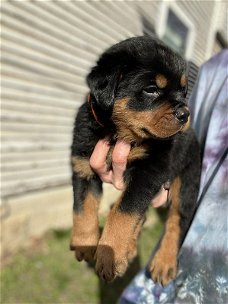 Geschenk van Rottweiler-pups voor gratis adoptie