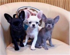 Gratis cadeau Chihuahua-puppy's voor gratis adoptie