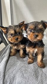 Gratis geschenk Twee Yorkie-puppy's voor gratis adoptie