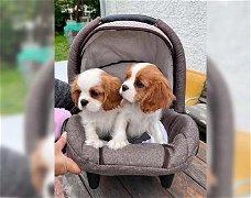 Cavalier King Charles-spaniël-pups beschikbaar voor adoptie