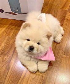 Gratis geschenk van geweldige chow-chow-puppy's ter adoptie