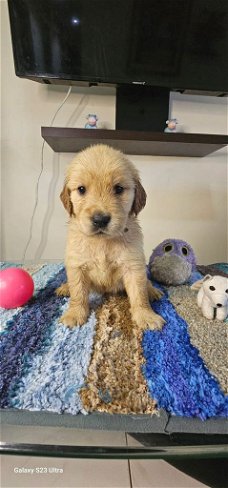 Schattige golden retriever pup gratis ter adoptie
