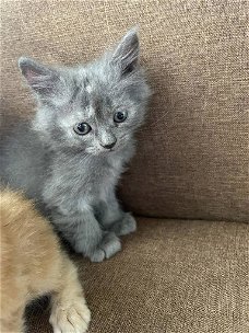 Cadeau voor gratis Perzische kittens ter adoptie
