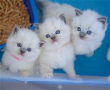 Gratis cadeau Ragdoll kitten voor gratis adoptie