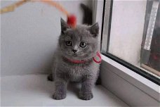 Geef een Brits korthaar kitten gratis ter adoptie