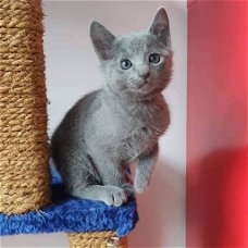 Gratis schattig Russisch blauw katje voor gratis adoptie nu