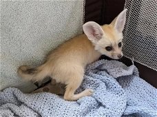 Fennec vos voor gratis adoptie geheel cadeau