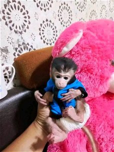 Nu gratis baby kapucijnaap voor gratis adoptie