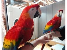 Volledig gratis ara-papegaaien voor gratis adoptie