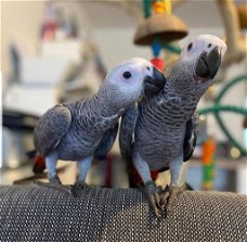 Gratis geschenk Afrikaanse grijze papegaaien voor adoptie