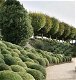 BUXUSWOLKEN PLANT ZE NU AAN PLANTES DES NUAGES DE BUIS - 1 - Thumbnail
