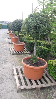 BUXUSWOLKEN PLANT ZE NU AAN PLANTES DES NUAGES DE BUIS - 6