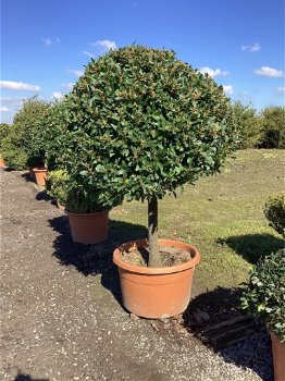 BUXUSWOLKEN PLANT ZE NU AAN PLANTES DES NUAGES DE BUIS - 7