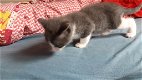 Zeer sociale mooie kittens te koop - 5 - Thumbnail