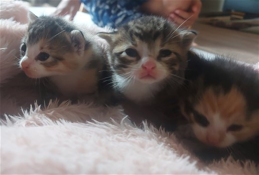 Lieve kittens op zoek naar nieuw huisje - 0