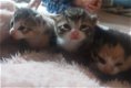 Lieve kittens op zoek naar nieuw huisje - 0 - Thumbnail