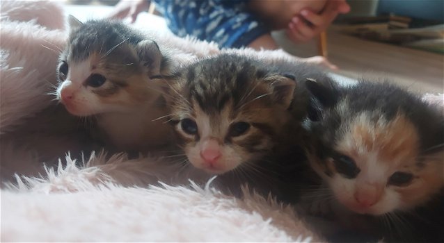 Lieve kittens op zoek naar nieuw huisje - 1