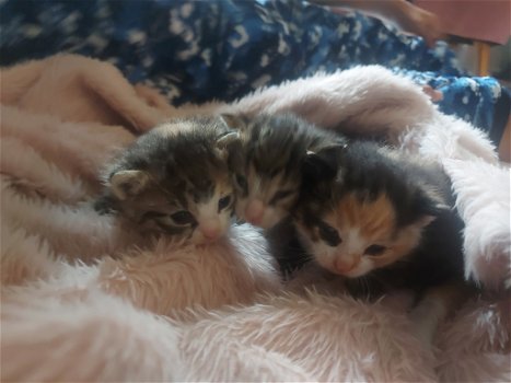 Lieve kittens op zoek naar nieuw huisje - 2