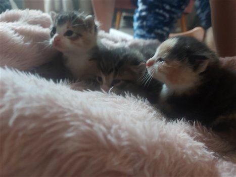 Lieve kittens op zoek naar nieuw huisje - 3