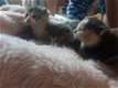 Lieve kittens op zoek naar nieuw huisje - 3 - Thumbnail