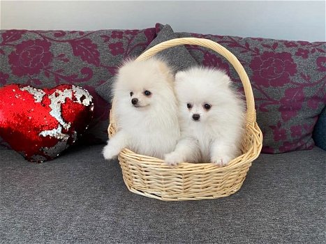 Super knappe prachtige keeshond/pomeriaantjes!! beschikbaar, - 0