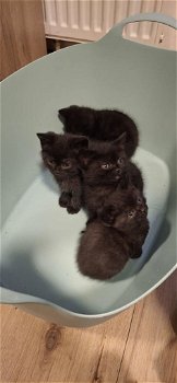 Perzische kittens te koop ! - 1