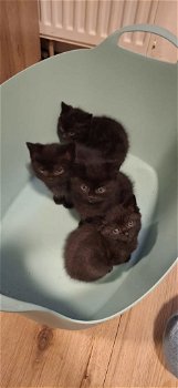 Perzische kittens te koop ! - 2