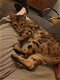 Brown Tabby Rosetted Bengaal te koop - 0 - Thumbnail