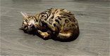 Brown Tabby Rosetted Bengaal te koop - 3 - Thumbnail