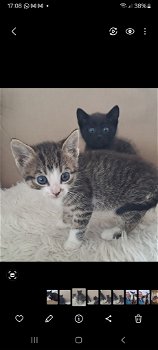 Prachtige kittens - 1