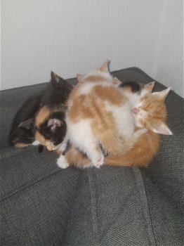 7 lieve kittens te koop - 0