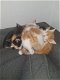 7 lieve kittens te koop - 0 - Thumbnail