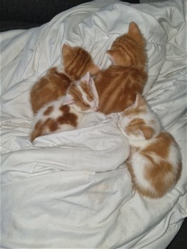 7 lieve kittens te koop - 2