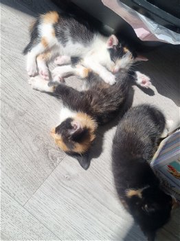 7 lieve kittens te koop - 3