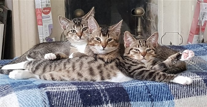 Te koop 3 kittens - 0